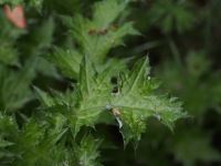 Italian Thistle