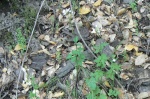 Toothwort