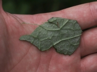 Trimmed Thsitle leaf