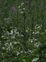 Wild Radsih flowers