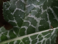 Milk Thistle leaf