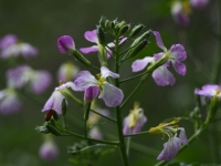 Wild Radish flower