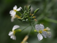 Wild Radish floweret