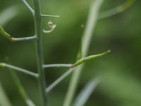 Wild Radish seed pods