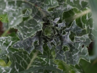 Milk Thistle head