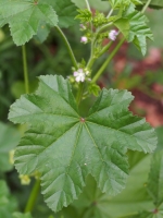 Mallow (Malva parviflora)