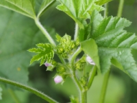 Mallow flowers
