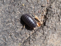 Sow Bug