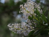 Mountain Lilac (Ceanothus) flowers