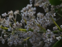 Mountain Lilac (Ceanothus) flowers