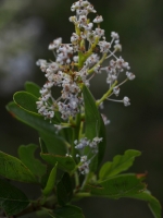 Mountain Lilac (Ceanothus) flowers