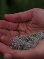 Mountain Lilac (Ceanothus) flowers