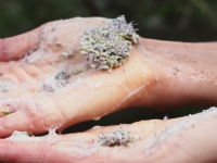 Mountain Lilac (Ceanothus) flower soap lather