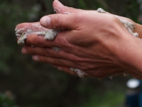 Washing up with Mountain Lilac (Ceanothus) flowers
