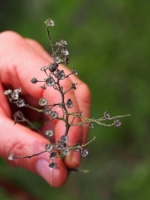 Ceanothus receptacles