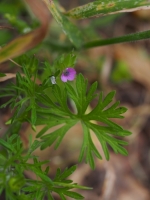 Cutleaf Geranium