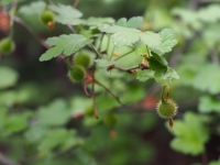 Fucshia-Flowered Gooseberry
