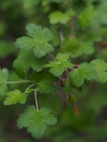 Fucshia-Flowered Gooseberry