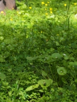Miner's Lettuce