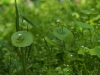 Miner's Lettuce