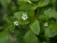 Chickweed