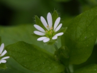 Chickweed flower