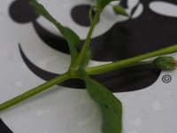 Chickweed stems