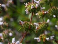 Black Sage