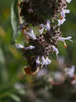 Bee on the Black Sage