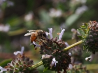 Bee on the Black Sage