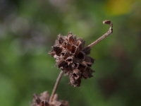 Black Sage seed head from last year