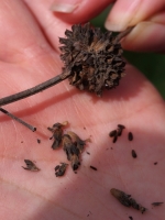 Black Sage seeds