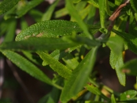 Black Sage
