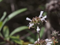 Black Sage