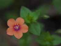 Scarlet Pimpernel