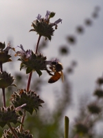 Bee on the Black Sage