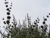 Black Sage