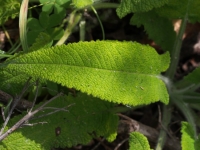 Hummingbird Sage leaf