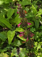Hummingbird Sage