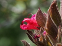 Hummingbird Sage