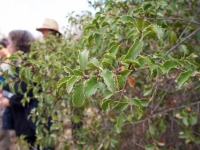 Islay Cherry (Prunus ilicifolia)