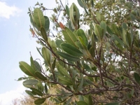 Toyon (Heteromeles arbutifolia)