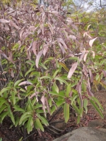Laurel Sumac (Malosma laurina)