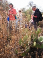 Lanny gathering Black Sage seeds (Salvia mellifera)