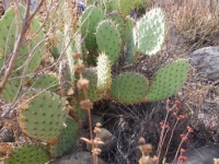 Prickly Pear "Nopal" (Opuntia littoralis)