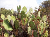 Prickly Pear "Nopal" (Opuntia littoralis)