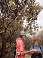 Lanny examining unhealthy Manzanita (Arctostaphylos spp)