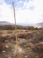 Yucca (Hesperoyucca whipplei)