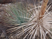 Yucca (Hesperoyucca whipplei)