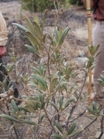 Yerba Santa (Eriodictyon crassifolium)